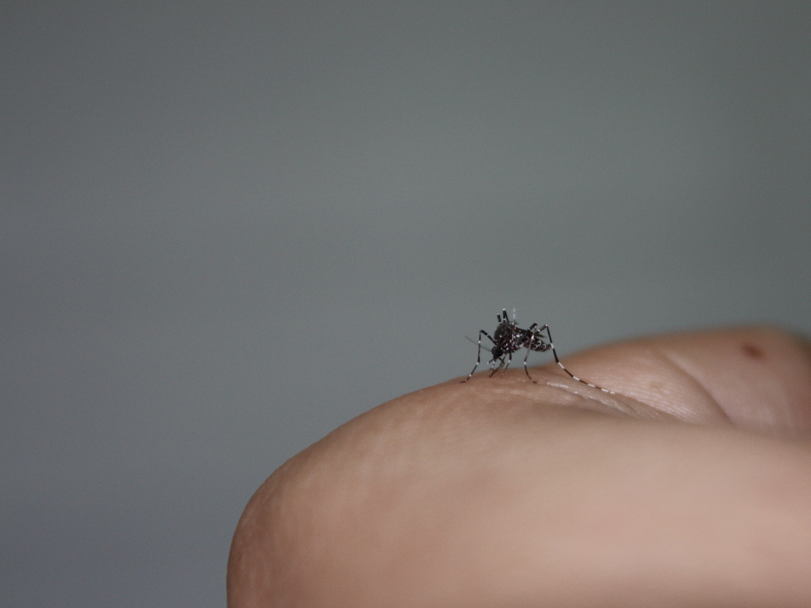 Detectan en Sevilla y Huelva una especie de mosquito que podría transmitir enfermedades a seres humanos