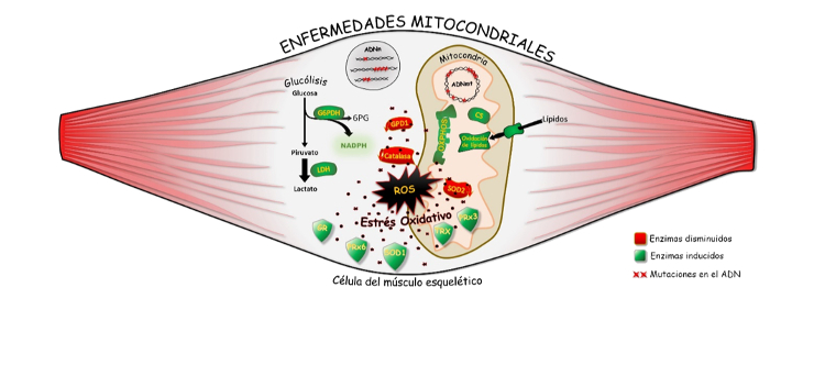 Distintas enfermedades mitocondriales convergen en la misma huella metabólica: el daño oxidativo de las proteínas