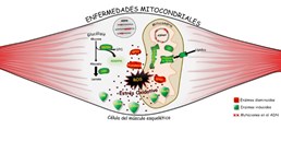 Distintas enfermedades mitocondriales convergen en la misma huella metabólica: el daño oxidativo de las proteínas