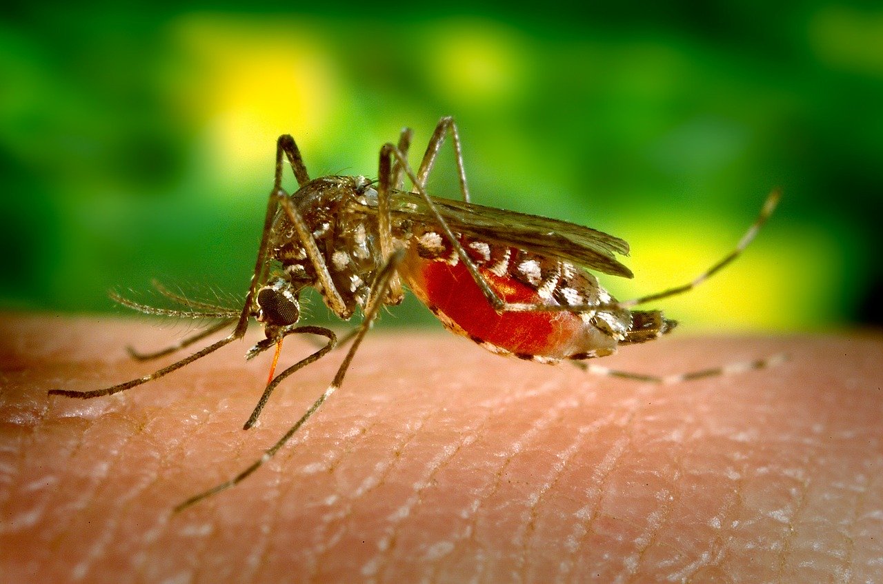 Investigadores del CIBERESP y el ISCIII abordan en dos revisiones las enfermedades transmitidas por mosquitos en Europa y África