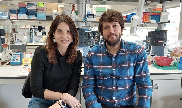Identificados los mecanismos neuronales responsables de los antojos durante el embarazo