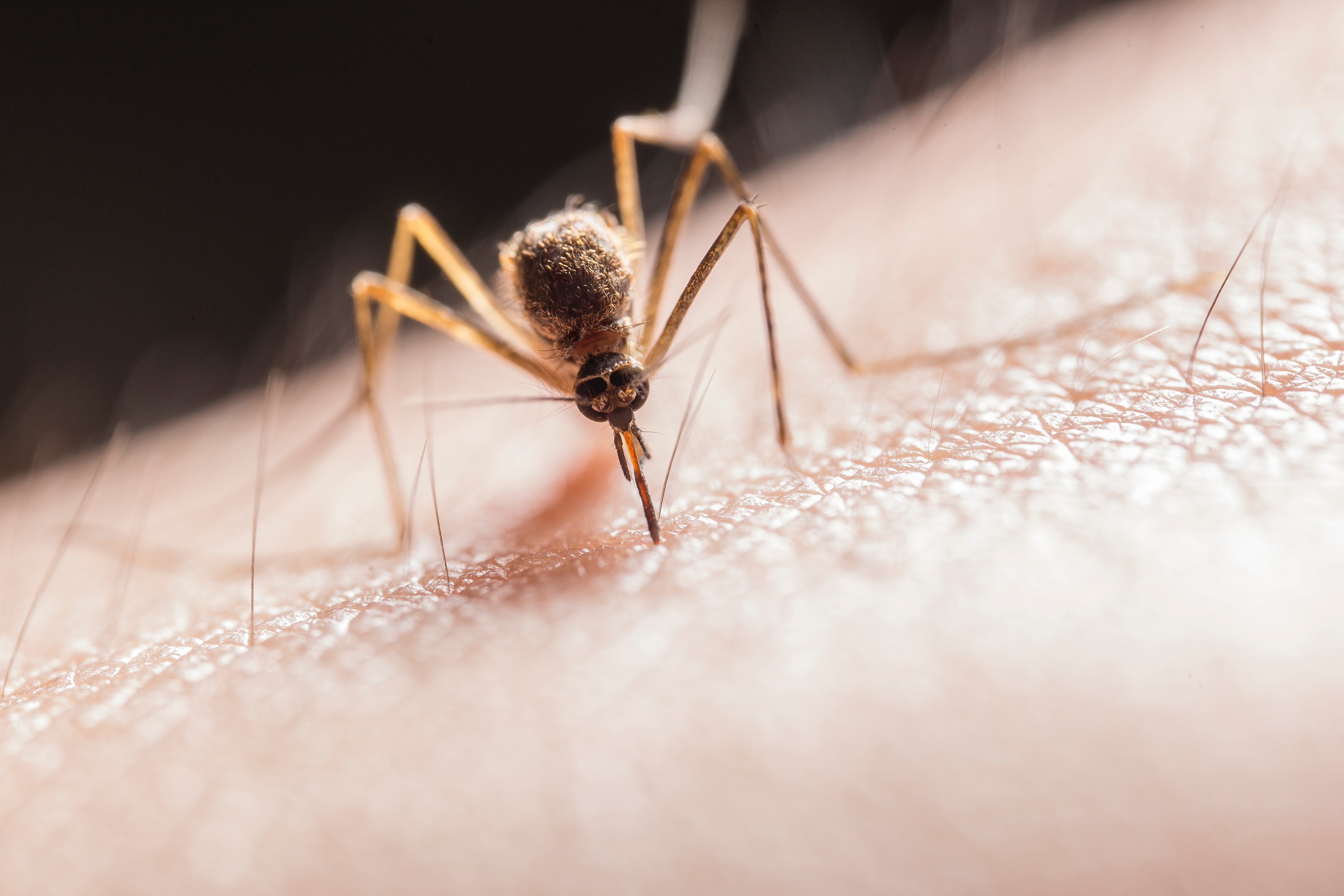 Identificación del parásito que provoca la leishmaniosis mediante el reciclado de datos genómicos