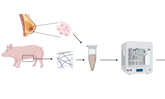 Nueva herramienta contra el cáncer de mama: bioimpresión 3D de tumores usando tejido de cerdo