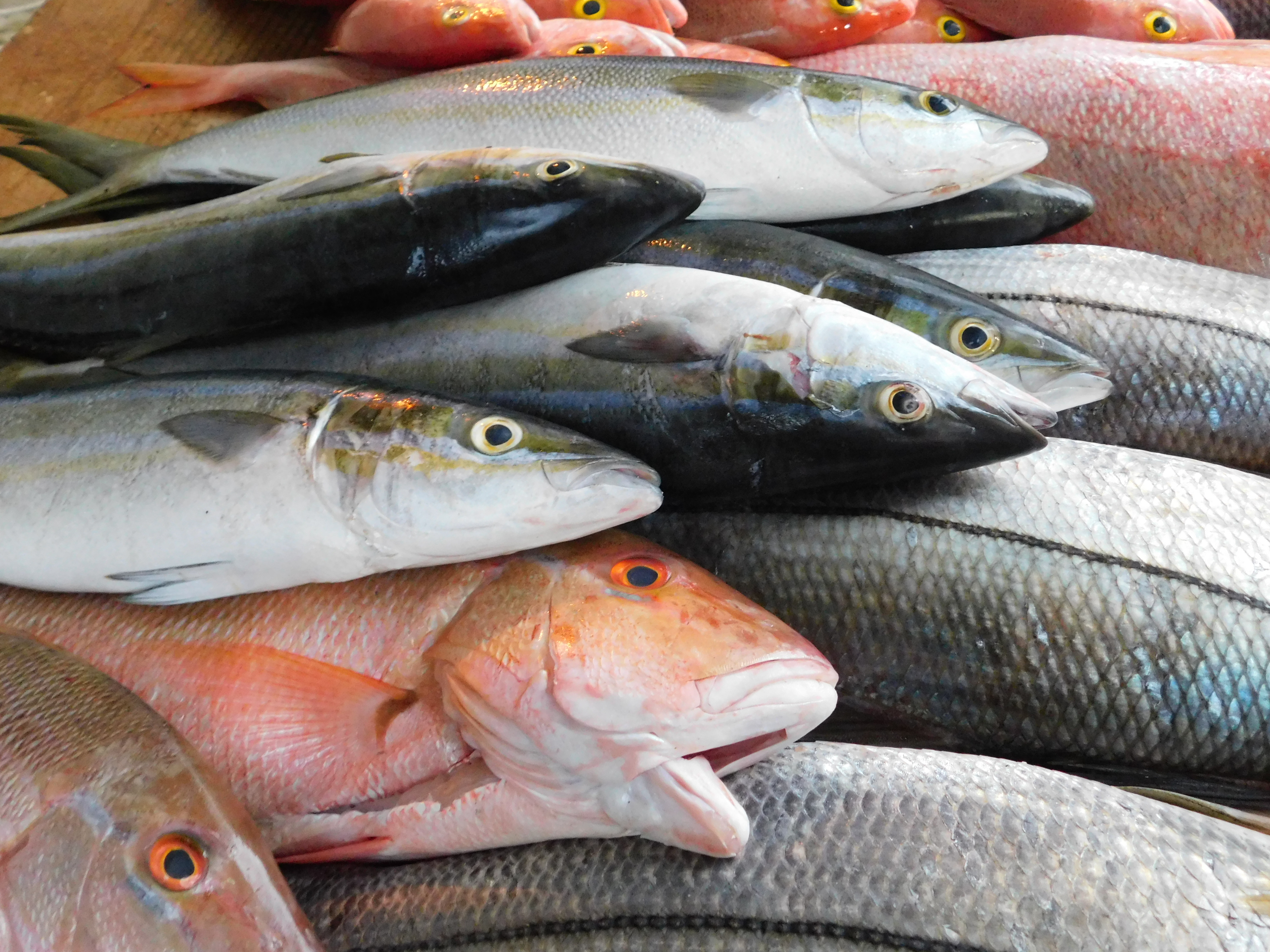 El pescado azul puede prevenir y mejorar el dolor en personas mayores