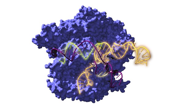 Resucitan ancestros de la herramienta de edición genética CRISPR de hace 2600 millones de años