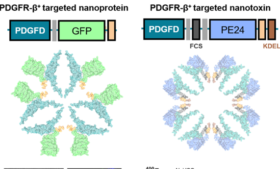 Nanopartículas proteicas con un nuevo ligando reconocen y destruyen selectivamente fibroblastos asociados a tumor