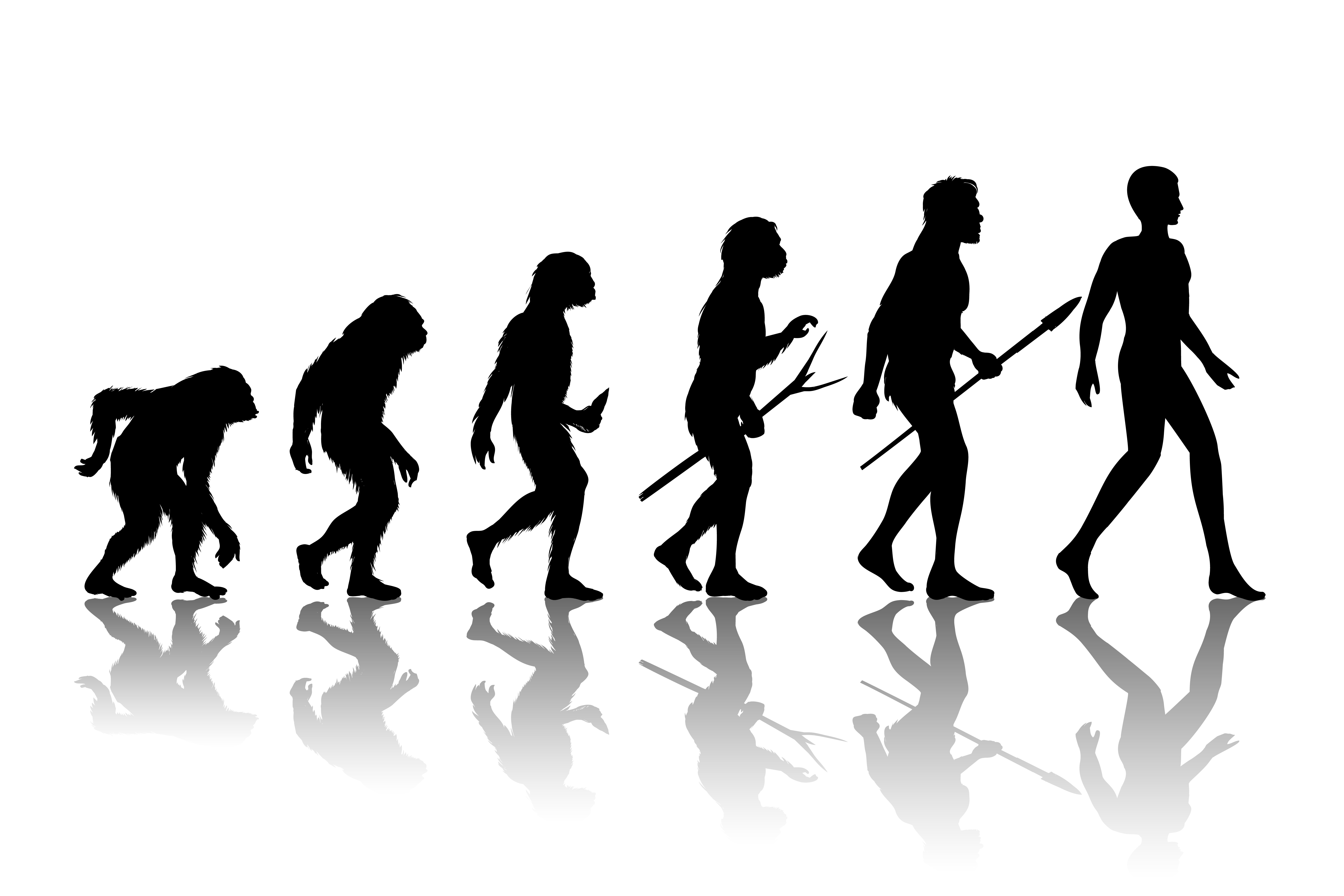 Variantes del gen LRP5 explican por qué los sapiens modernos tienen huesos más frágiles que nuestros antepasados