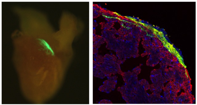La iluminación de tres fotones puede activar proteínas en tejidos profundos