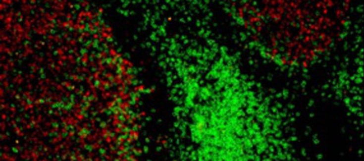 Resultado de imagem para sondas fluorescentes nas células